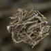 Dried Anchovy Headless 3.5 Oz (100g) - Perfect for Snacking or Enhancing Soups and Side Dishes - Product of Thailand - Buy Online on GoSupps.com
