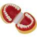 Teaching Dental Model for Children | Adult Standard Mouthwash Model & Accessories | Ideal for Dentistry Students & Patients | Unterric - Buy Online on GoSupps.com