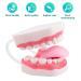 Ultrassist 6 Times Enlarge Mouth Model White Hinge for Speech Therapy - Ideal Dental Teaching Tool for Kids with Toothbrush Included - Buy Online on GoSupps.com