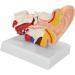 1.5X Magnified Human Ear Model Painted Artificial Ear Model Auditory System Organ Ear Structure Teaching Office Decoration Beige - Buy Online on GoSupps.com