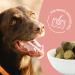 Hellobello Skin & Fur Drops for Dogs | 2 x 350g with Algae Oil Brewers Yeast & Biotin for Soft Shiny Fur & Healthy Skin - International Shipping Available - Buy Online on GoSupps.com