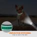 Taglory Soft Padded Neoprene Dog Collar for Puppies Adjustable Reflective & Comfortable Turquoise XS (1 Pack) Perfect for Training & International Shipping - Buy Online on GoSupps.com