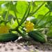 Cucumber Seed Oil Organic Cold Pressed Unrefined Natural 2 Fl Oz - Buy Online on GoSupps.com