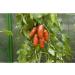 Buy Kiepenkerl 393 San Marzano Tomato Seeds - Premium Quality for International Shipping - Buy Online on GoSupps.com