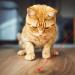 TAIMEI Cat Toys 7 in 1 Function LED Pointer Interactive Cat Toy for Indoor Playing Kitten Toys for Exercising Training Tool for Cat Dog Chaser (9127) - Buy Online on GoSupps.com