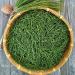  China Medicinal Herb 100% Natural Dried Pine Needle Tea 250 Grams per Bag - Buy Online on GoSupps.com