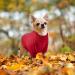 Cozy Knitted Dog Sweater - Warm Turtleneck Wool Coat for Small & Medium Pets | Winter Clothing for Chihuahua Bulldog & More - Buy Online on GoSupps.com