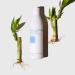 Lather Bamboo Lemongrass Body Wash 8 fl oz | Refreshing Natural Cleanser - Buy Online on GoSupps.com
