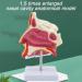 BuTkus Nasal Cavity Model - Human Anatomy with Digital Labels and Base - Learn & Understand Nasal Structure - Buy Online on GoSupps.com