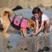 Emust XXL Pink Dog Swimming Vest - Ripstop Water Safety Suit with Double Rescue Handles for Large Dogs - Buy Online on GoSupps.com