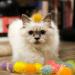 Shizhoo Sparkle Pom Pom Balls for Cat - 30 Pieces, Interactive Glitter Balls, Multicolor, 1.2 inches - Kitten Play Toys - Buy Online on GoSupps.com