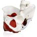 ASSICON Human Body Anatomy Model - Pelvic Floor Muscles & Reproductive Organs with Removable Ovaries & Uterus - Ideal for Teaching & Learning - Buy Online on GoSupps.com