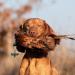 Romneys Pheasant Dummy 500g | Real Plumage & Feather Training Dummy for Hunting Dogs | Floatable Wild Dummy - Buy Online on GoSupps.com