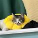 Adjustable Yellow Sunflower Cat Collar - Protective for Small Dogs After Surgery | Small Size - Buy Online on GoSupps.com