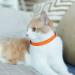 Personalized Cat Neck Bands with Bell - Custom Safety Buckle & Embroidered ID for Kittens - Orange - Buy Online on GoSupps.com