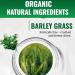 Naveta Barley Grass Powder 100% Pure & Organic Barley Grass Juice Powder Organic Naveta Barleygrass Powder - Green Superfood for Drinks Juice Shakes Smoothies Recipes (5 Box) - Buy Online on GoSupps.com