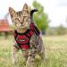 Breakproof Cat Dishes & Adjustable Soft Vest Set for Small Kittens | Reflective Stripes | Red XXS - Buy Online on GoSupps.com