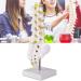 Buy Lumbar Model Utensil Tool for Spine - Essential Lumbar Spine Model & Back Braces | International Shipping Available - Buy Online on GoSupps.com