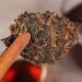 HELLOYOUNG 380g de g teau de th Pu'er m r bio chinois naturel de grand arbre Aliment vert avec une saveur pure et intense Th pu-erh Pu'er Tea - Buy Online on GoSupps.com