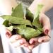 Arselia Wild Dried Bay Leaves Whole 2 Oz | Mediterranean Laurel Nobilis | Premium Quality | Natural All Green - Buy Online on GoSupps.com