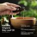 Gya Labs Organic Bay Leaf Essential Oil 10ml - Hair & Aromatherapy - Spicy Herbaceous Scent - 100% Pure & Natural - Buy Online on GoSupps.com