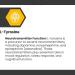 Cognisync Nootropic Brain Health Supplement 60ct | Cognitive Enhancement with Lion's Mane & Alpha-GPC | Memory & Brain Fog Support | 12 Powerful Ingredients - Buy Online on GoSupps.com