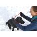 K9 Bridle - to stop your dog pulling (Medium Black) Medium Black - Buy Online on GoSupps.com