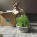 Cat Grass x 4 Pack (Grow your own kits) By Cat FurNature - Buy Online on GoSupps.com