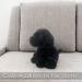 VFM Black Labrador Soft Toy - Lifelike 30cm Dog Plush - Buy Online on GoSupps.com