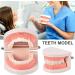 Standard Teeth Model | Tooth Models for Teaching Kids - Important Brushing Teaching Teeth Model Tool and Children Fulenyi - Buy Online on GoSupps.com