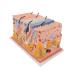 3B Scientific J13 Skin Block Model 70 Times Full-Size 17.3-Inchx9.4-Inchx9.1-Inch - Buy Online on GoSupps.com