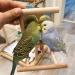 HANZE Bird Mirror and Swing Set for Parrots - Wooden Toy for Macaws, Lovebirds, Cockatiels - 2 Pack - Buy Online on GoSupps.com