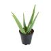 Aloe Vera Plant Live Succulent Plants, Live Aloe Vera Plant Succulents, Live Aloe Plant in Aloe Plant Pot, Aloe Plants Live Indoor Plants, Live Aloe Vera Plant Indoor House Plants by Plants for Pets Single 3.5 Inch Black N
