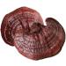 Dired Ganoderma Lucidum Lingzhi Ganoderma Lucidum Pieces Reishi Mushroom Slices Ganoderma Mushroom (250 Grams /0.55 lbs) 1 Count (Pack of 1) - Buy Online on GoSupps.com