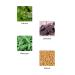 Buy Vegetal Hairwell (25 Gm X 4) - Nourishing Hair Care for Healthy Hair | International Shipping Available - Buy Online on GoSupps.com