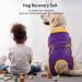 Kuoser Dog Body Suit for Post-Op Recovery - Breathable Leakage Protection & Anti-Licking Design - Purple M (1 Pack) - Buy Online on GoSupps.com
