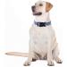 Unique Blue Shark Dog Collar - Halison Colle Stylish & Durable for Small Medium & Large Dogs - Buy Online on GoSupps.com