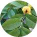 YAAJ Guava Leaf Powder / Amrood Patti / Koiya ilai - 100g - Buy Online on GoSupps.com