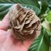 Natural Magic Natural Desert Rose Raw Stone Crystal Home Office Specimen Gift ZJGIDTEM (Size : 210-250g) - Buy Online on GoSupps.com
