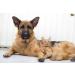 Pet Urinary Support - Advanced Chewable Supplement for Dogs & Cats - Healthy Urinary Complex with Cranberry - 90 Chews - Buy Online on GoSupps.com