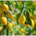 Lemon Seed Oil Organic Cold Pressed Unrefined Natural 2 Fl Oz - Buy Online on GoSupps.com