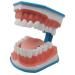 Large 6-fold dental model apprenticeship study brushing your teeth model tools with toothbrush prosthesis model with tongue for oral care lessons for children