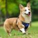 Rabbitgoo No-Pull Dog Harness for Medium Dogs - Adjustable & Breathable with Reflex Stripes - Safe Control Guidance - 1 Pack Blue - Buy Online on GoSupps.com