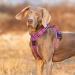 Adjustable Reflective Dog Harness - No Pull Step-in Soft Nylon for Small and Large Pets (S Purple) - Buy Online on GoSupps.com
