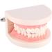 Dental Teaching Model for Kids - 1pc PVC Demonstration for Learning Brushing Teeth Techniques - Buy Online on GoSupps.com