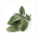 Organic Dried Sage Leaves 25g Bag - Fragrant & Flavorful | Artisan Italia | Cooking Seasoning & Spices - Buy Online on GoSupps.com