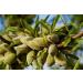 Organic Almond Flour 4 Pounds - Extra Fine Blanched Prime Meal | Non-GMO, Low Carb, Culinary Grade | Kosher, Keto, Paleo, Vegan Super Powder - Bulk 4 Pound Pack | High Quality Almond Flour - Buy Online on GoSupps.com