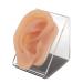 Ear Model Silicone Simulated Ear Model Ear Model with Display Stand Acupuncture Practice Tool for Piercing Display