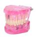 Transparent Adult Teeth Model - Pathological Removable Dental Teaching Tool Standard Size - Ideal for Study & Repairs - Buy Online on GoSupps.com