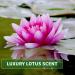 KitaMa Aroma Lotus Massage Oil - Nourishing Thai Body Oil for Relaxation - 250ml - Buy Online on GoSupps.com